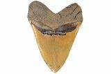 Giant, Fossil Megalodon Tooth - North Carolina #199685-2
